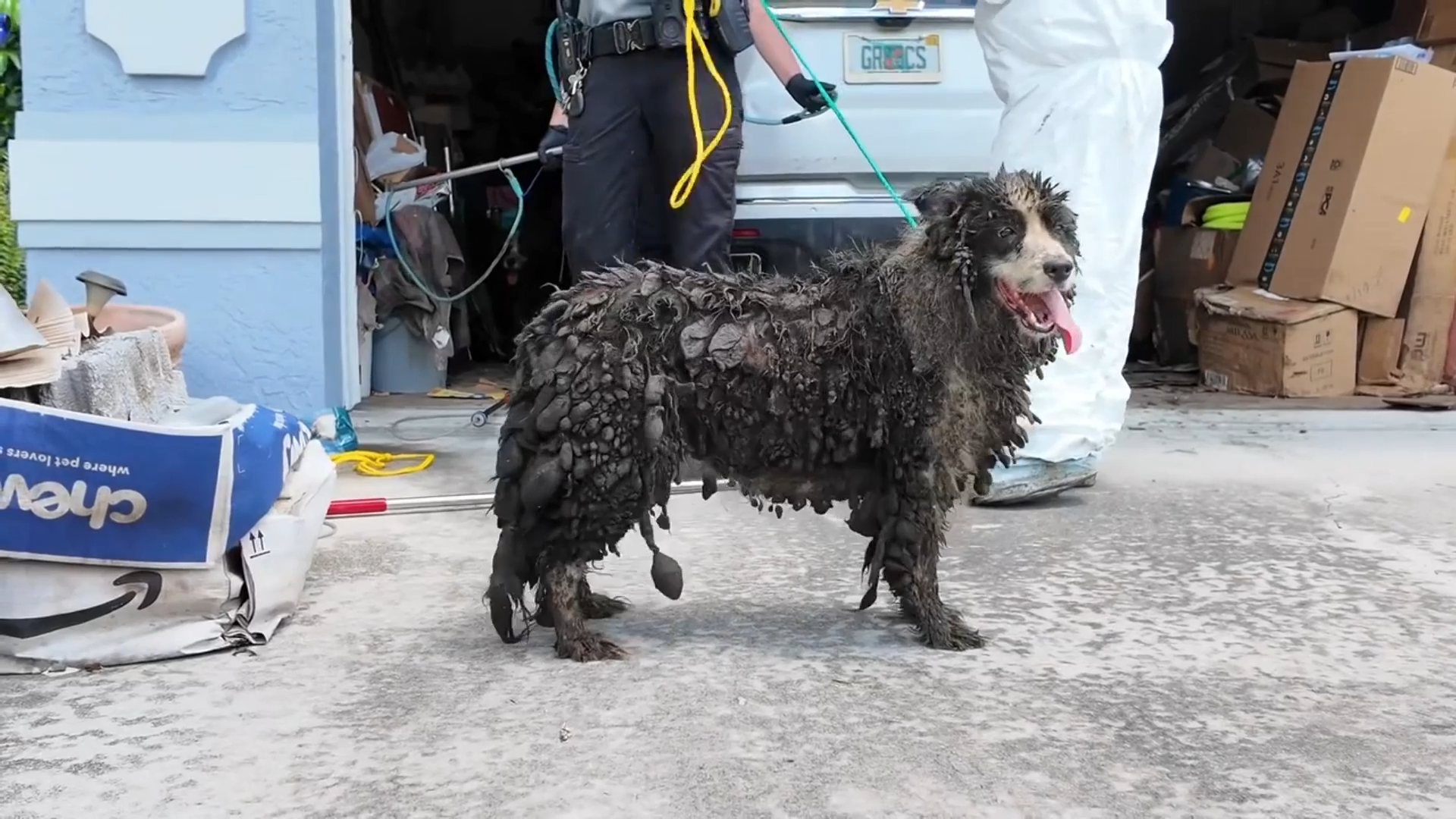 Florida Deputies Rescue 36 Dogs From Filthy Hoarding Conditions episode artwork