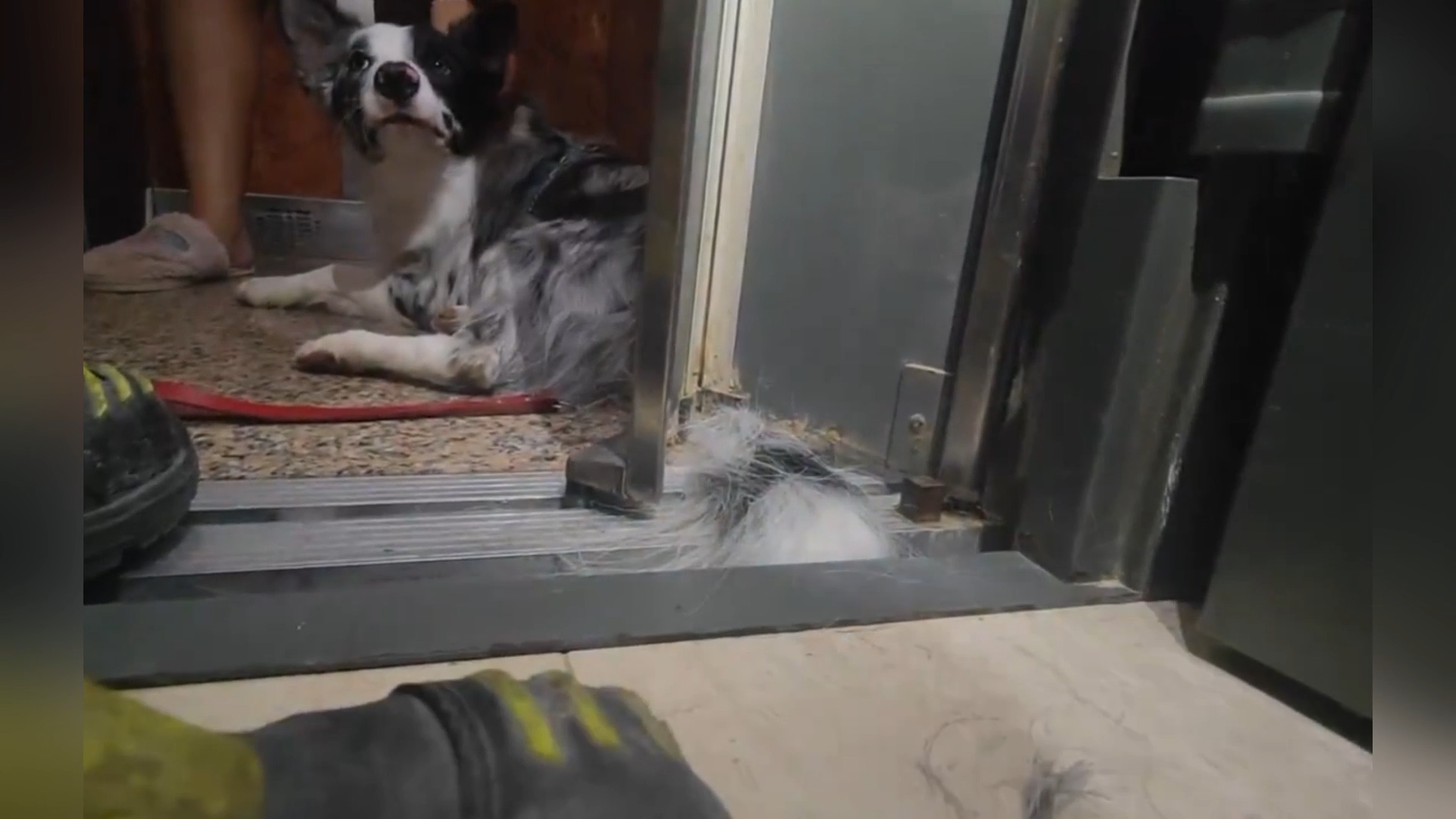 Heartwarming Rescue As Firefighters Free Dog Trapped In Elevator episode artwork