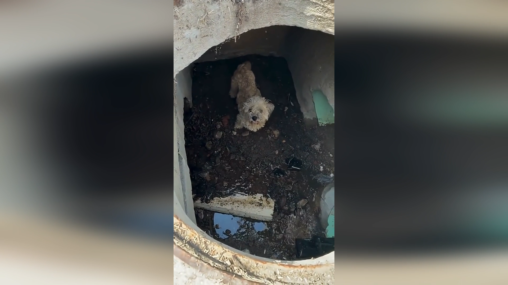 Lost Dog Found Trapped In Storm Drain After 30 Days And Reunited With Owner episode artwork