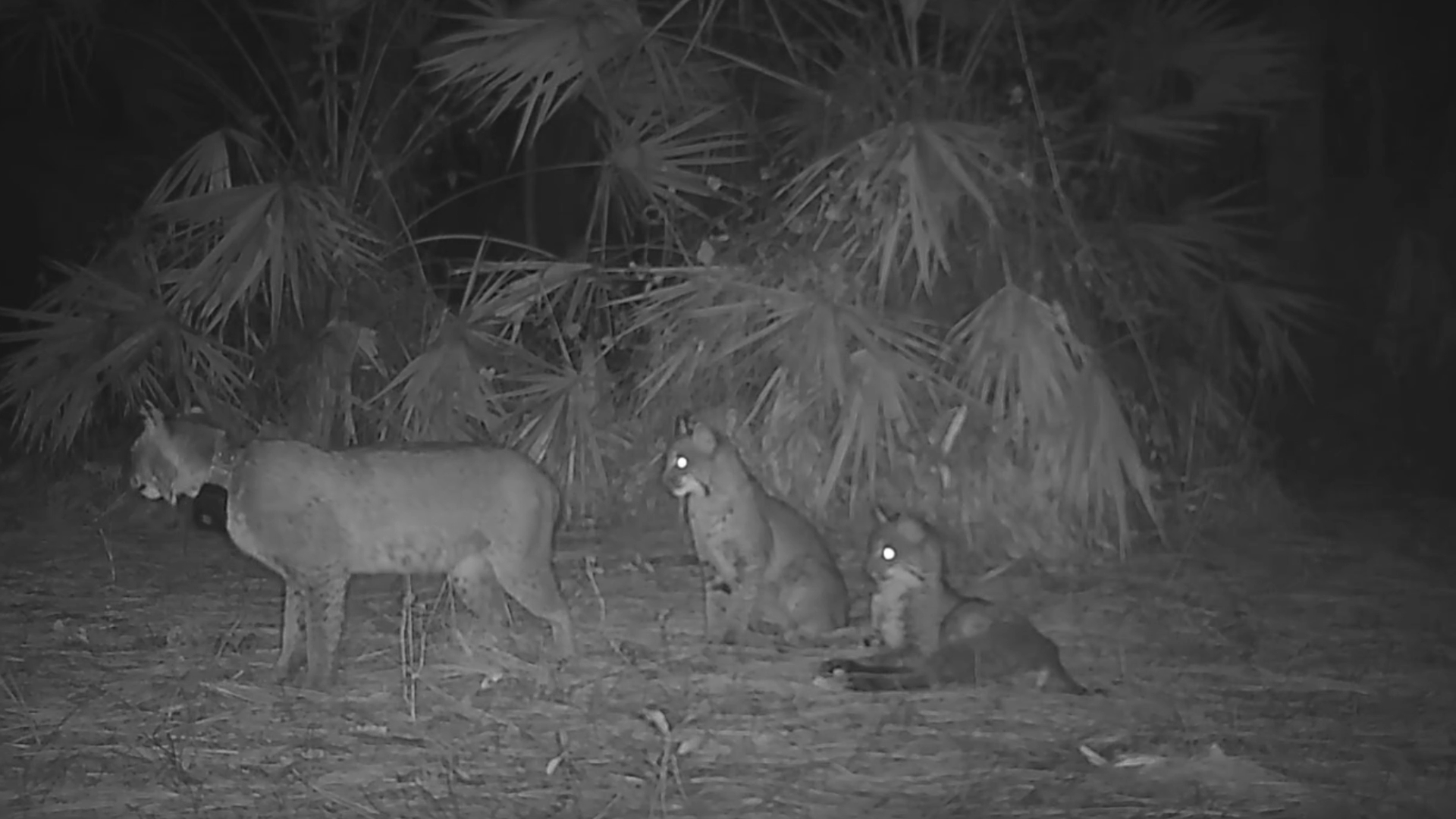 Florida Bobcat Mom Raises Four Litters As Wildlife Experts Track Her Journey episode artwork
