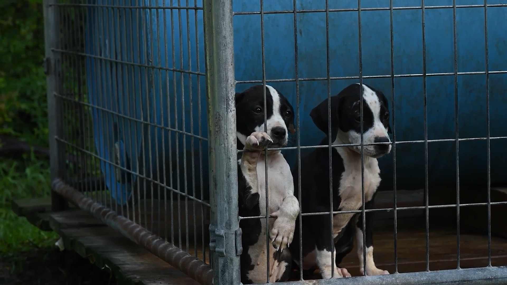 More Than 40 Dogs And Puppies Rescued From Chained South Carolina Property episode artwork