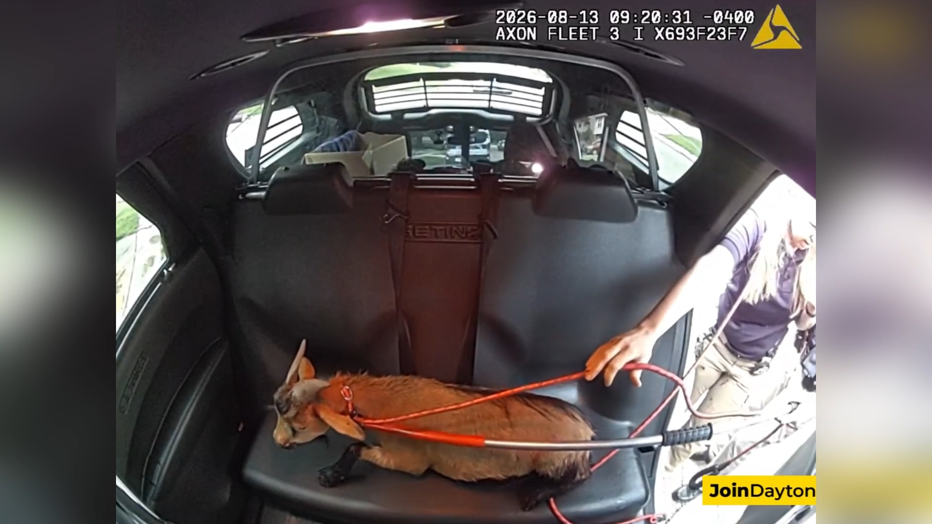 Police Catch Loose Goat After It Damages Cars In Ohio Neighborhood episode artwork
