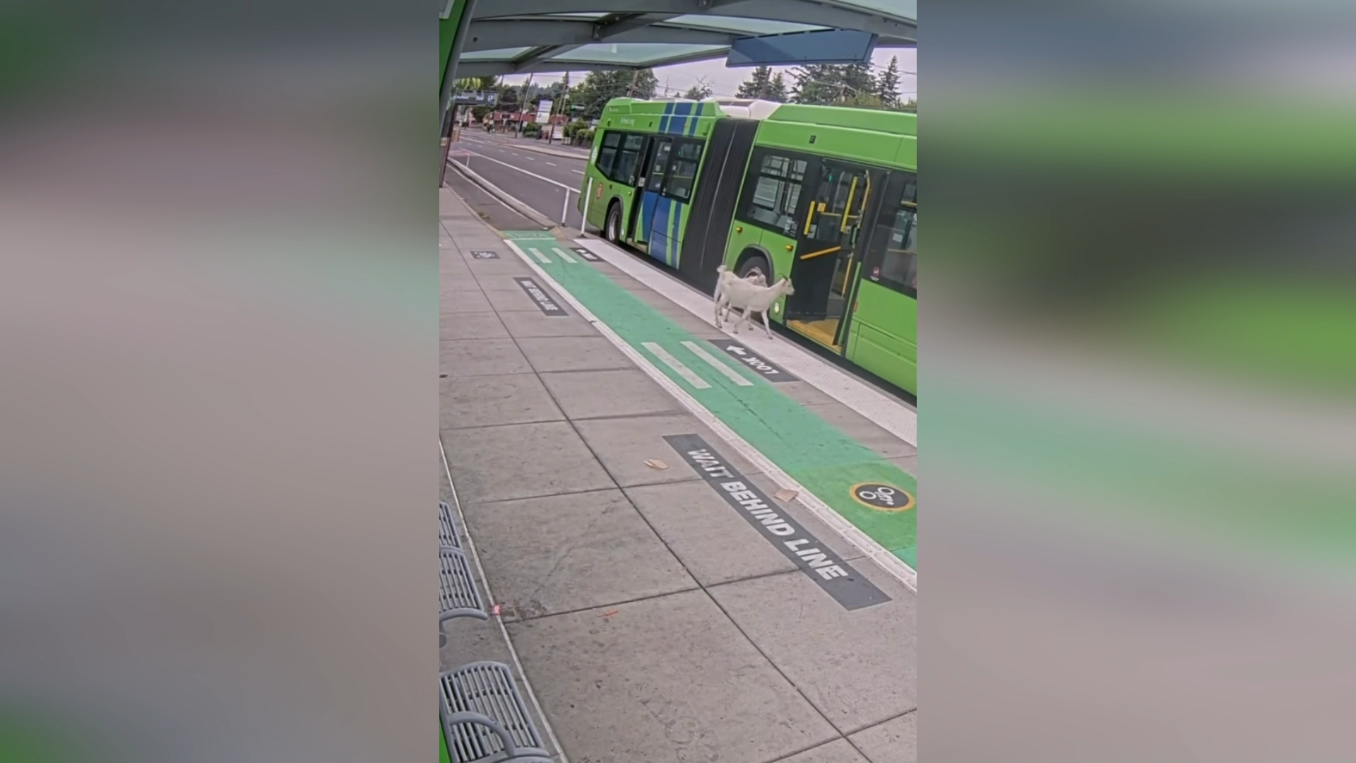 Pygmy Goats Caught On Camera Boarding Portland Bus episode artwork