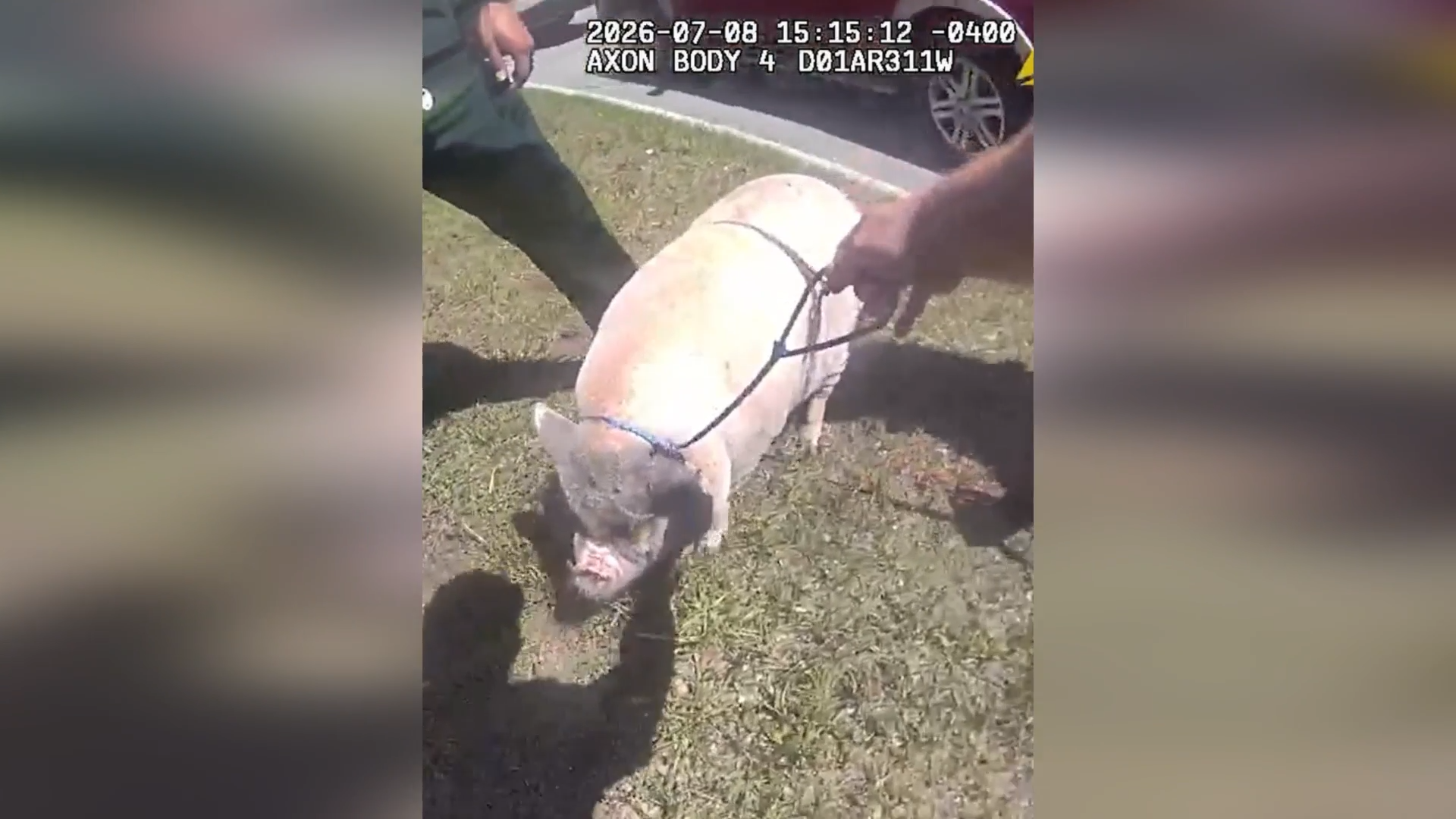 Florida Deputies Chase Down Escaped Pig In Unusual Roadside Rescue episode artwork