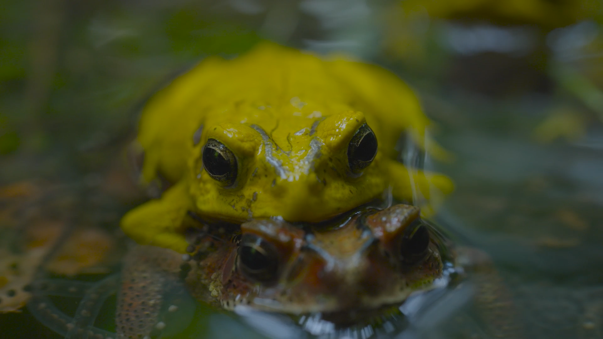 Indian Toads Turn Bright Yellow In Stunning Breeding Season Transformation episode artwork