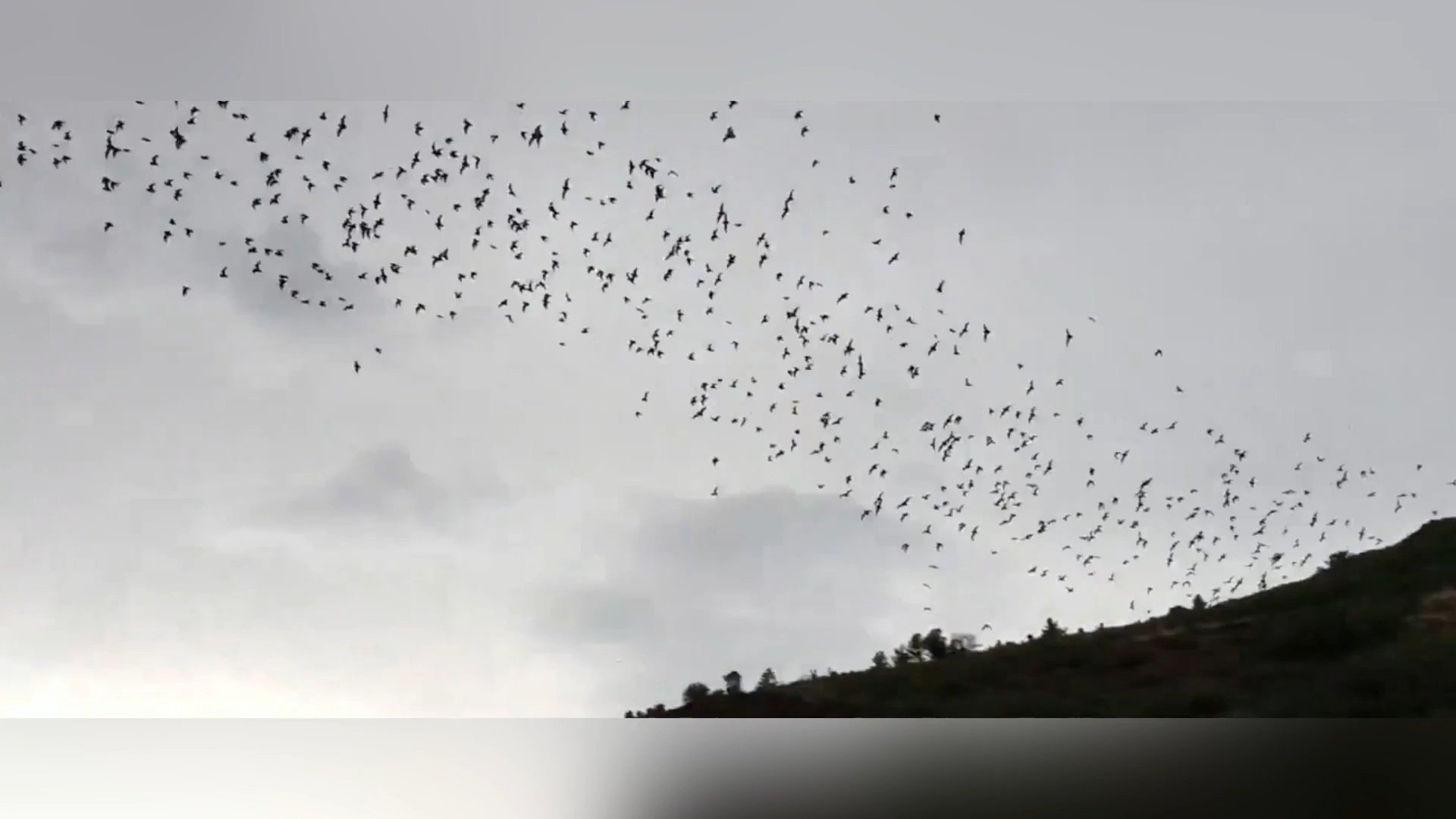 Thousands Of Bats Swarm Colorado Skies In Spectacular Summer Flight episode artwork