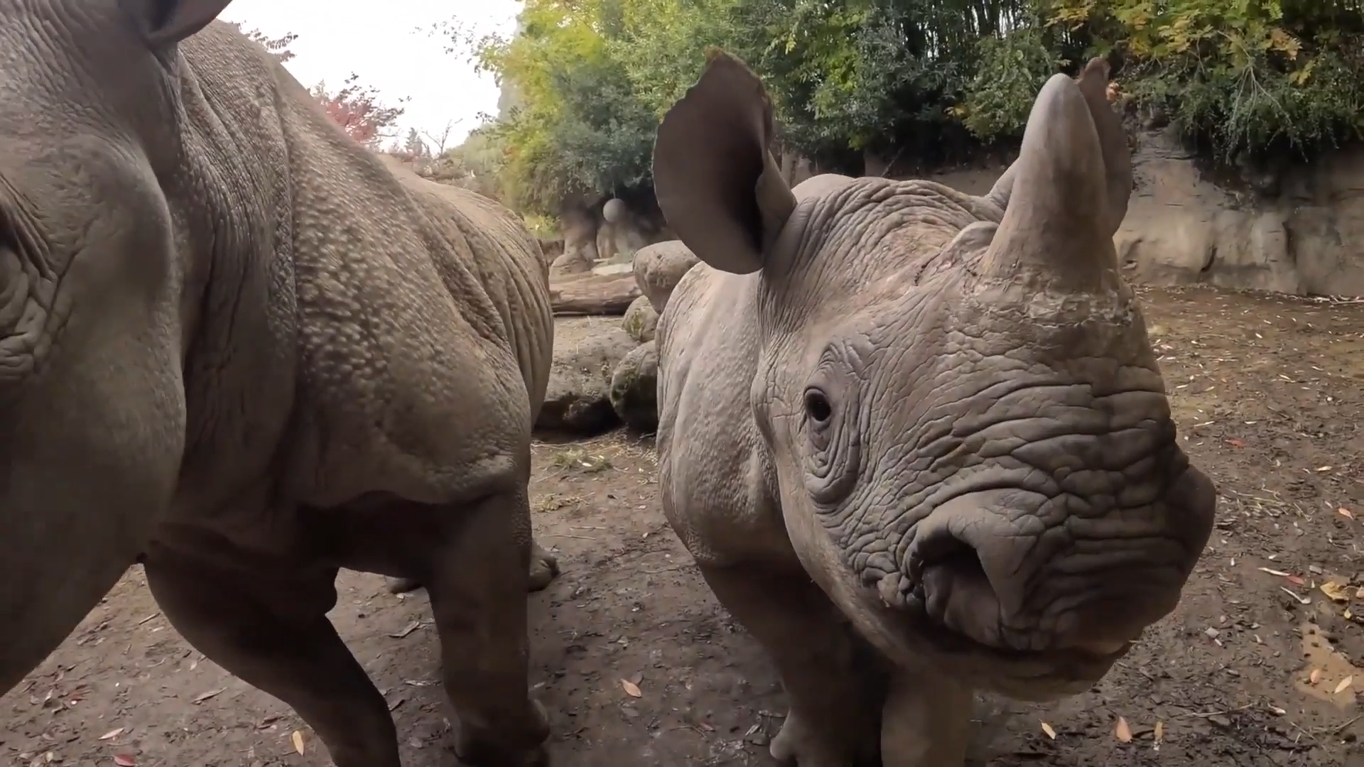 Baby Rhino Tamu Hits Massive One Ton Milestone At Oregon Zoo episode artwork