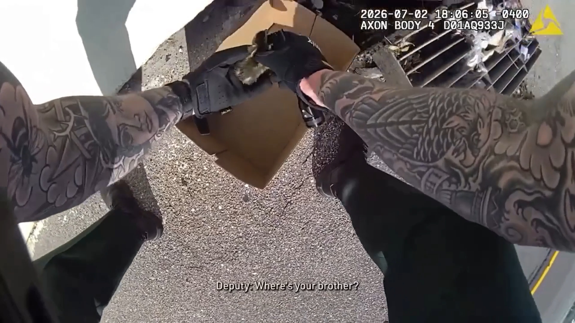 Ducklings Pulled To Safety After Falling Into Storm Drain On Busy Highway episode artwork