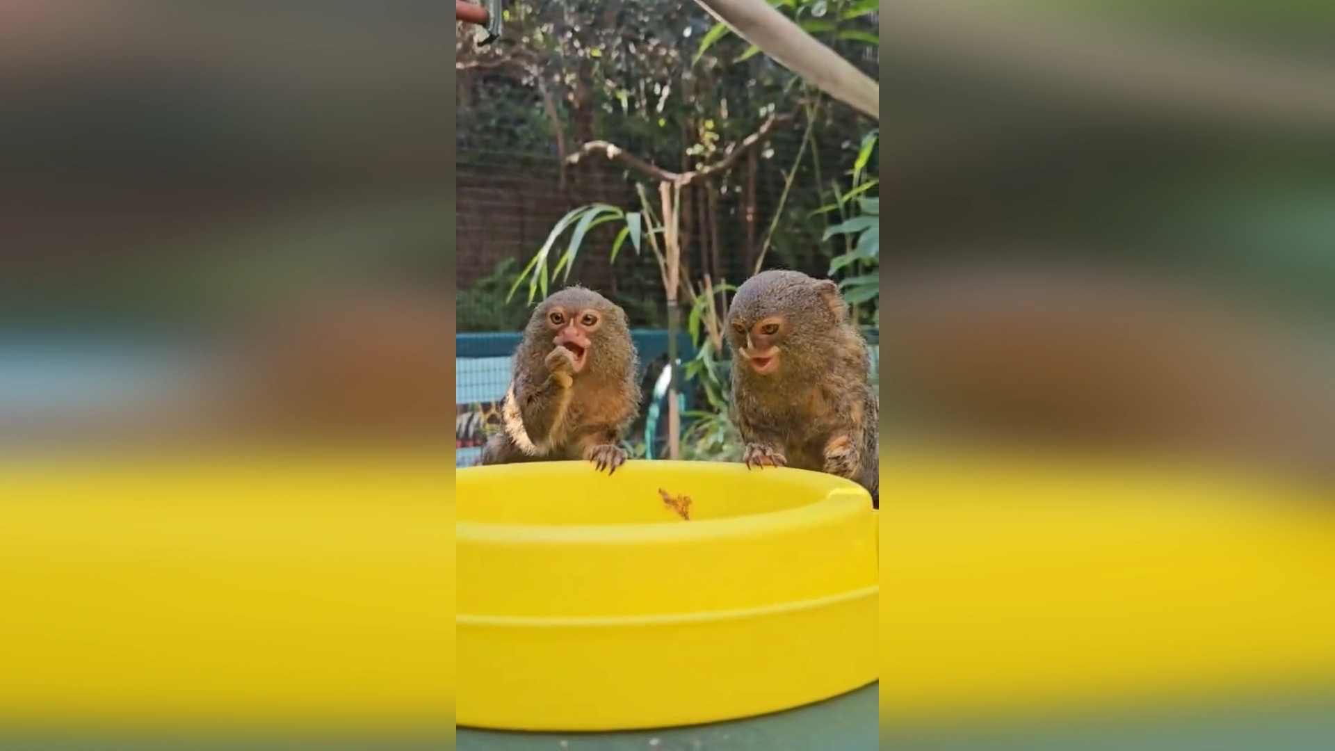 Tiny Pygmy Marmosets Share Snacks In Adorable Perth Zoo Moment episode artwork