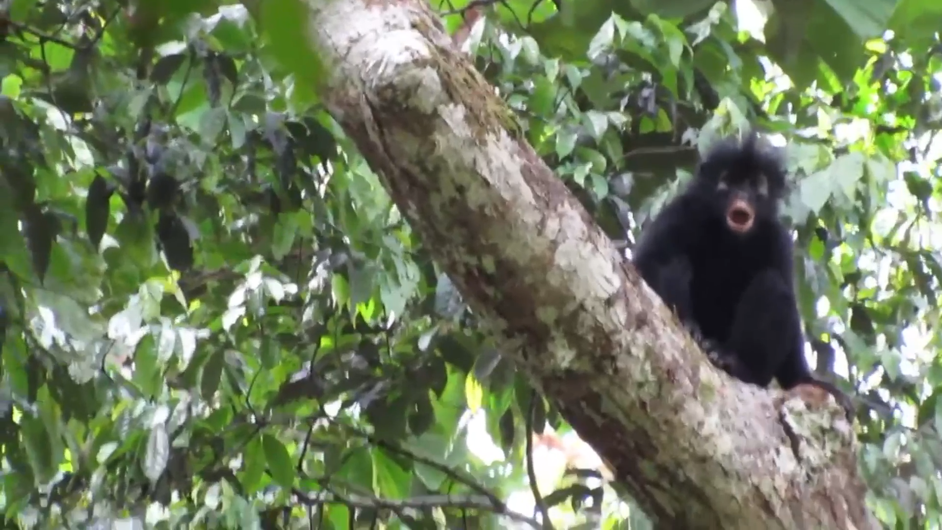 New Monkey Species With Striking Orange Lips Discovered In Congo Forests episode artwork