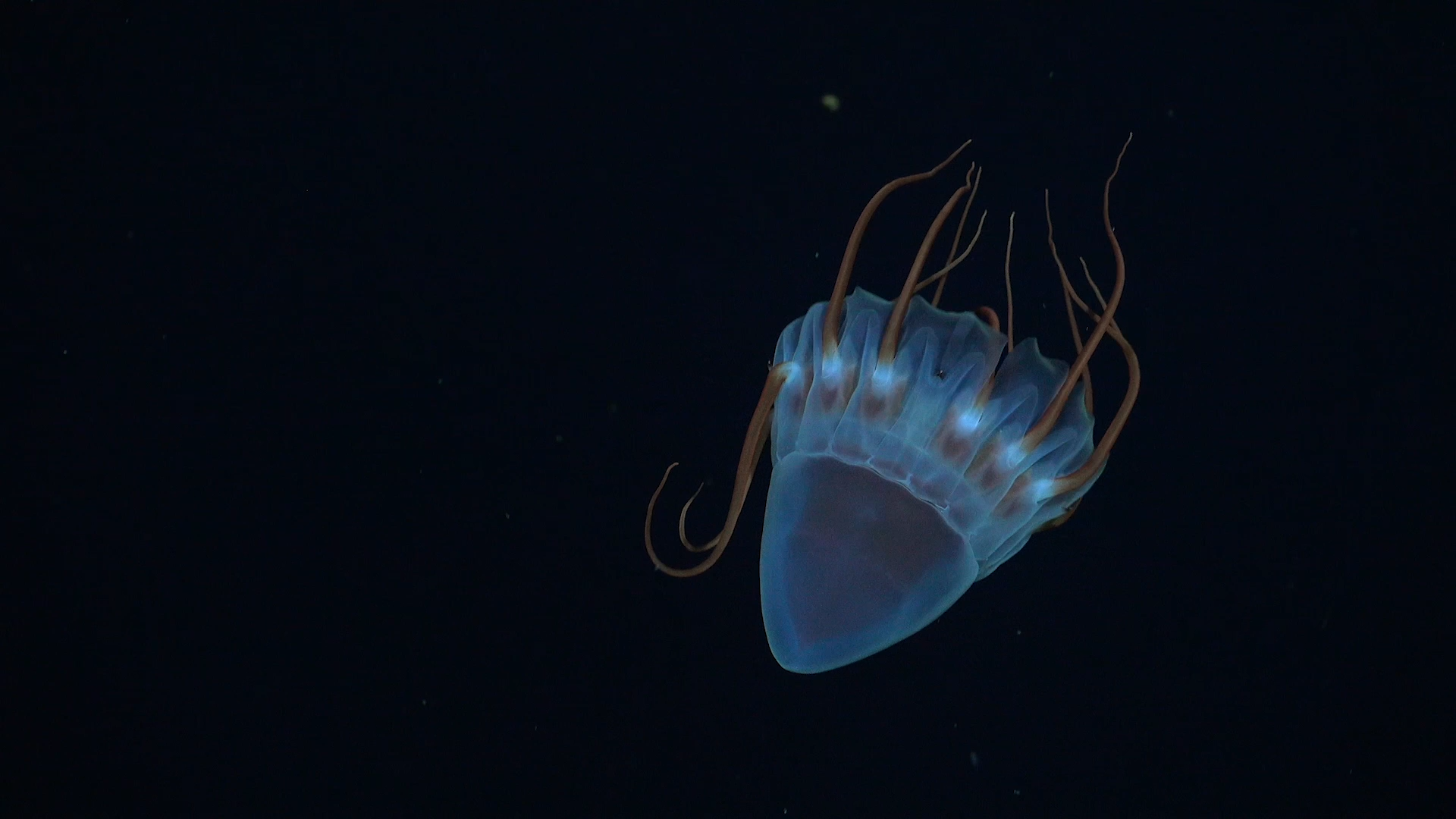 Hidden Ocean Life And Animal Migrations Expose New Pathways Of Global Carbon Flow