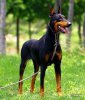 dobermann-9127.jpg