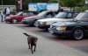 Parade-Hund_m.jpg