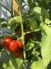 Tomaten 2021 03.jpg