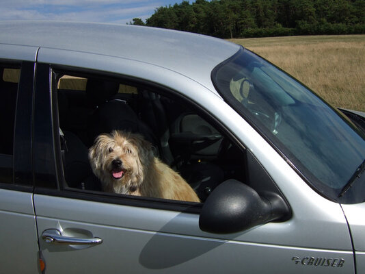 Armer-Hund-ohne-Geschmack.jpg