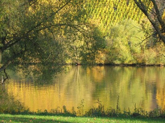 mosel_herbstfärbung_im_wasser.jpg