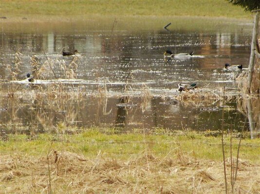 High-water-ducks.JPG