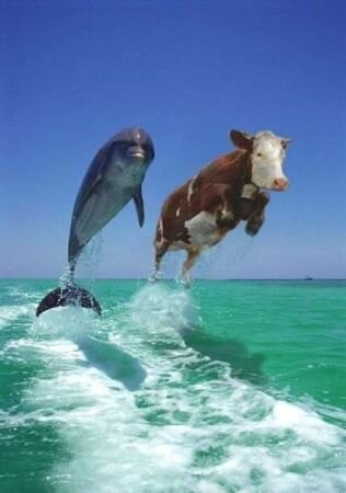 delphin_kuh.jpg
