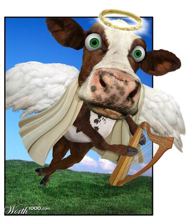 holy cow.jpg