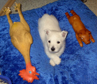 Hund-huhn.jpg