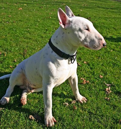 Bull_Terrier.jpg