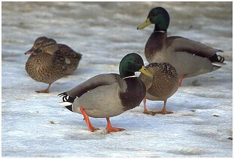 hwg000751-stockente.jpg