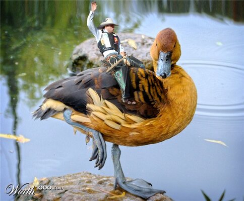 ente.jpg