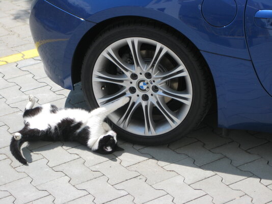 katzte_auto.jpg