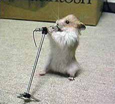 rockmouse.jpg
