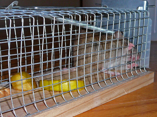 Ratte1.jpg