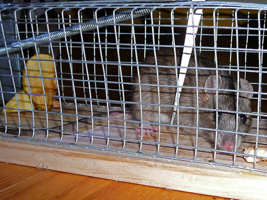 Ratte2.jpg