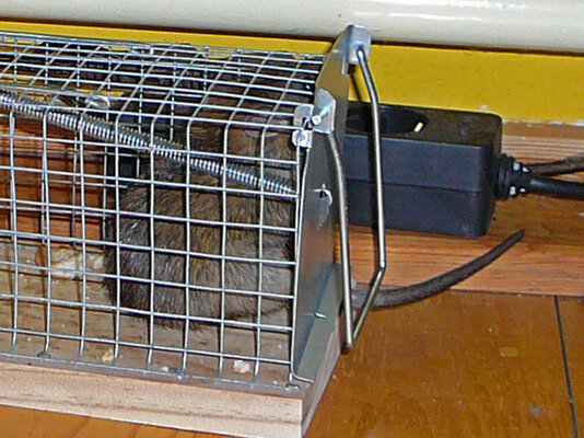 Ratte3.jpg