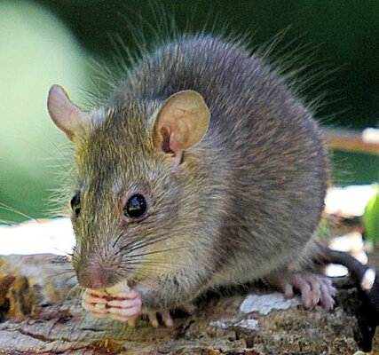 hausratte.jpg