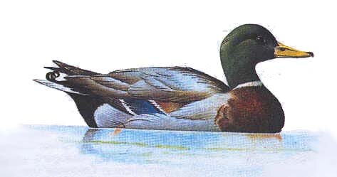 stockente.jpg