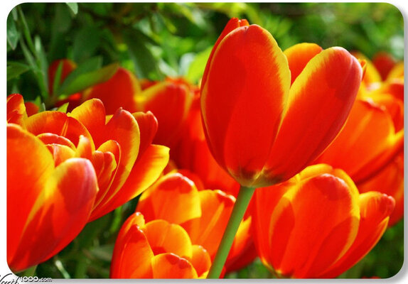 blumen.jpg