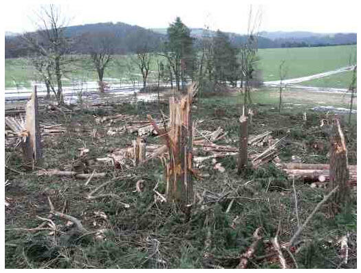 parkbaum.jpg