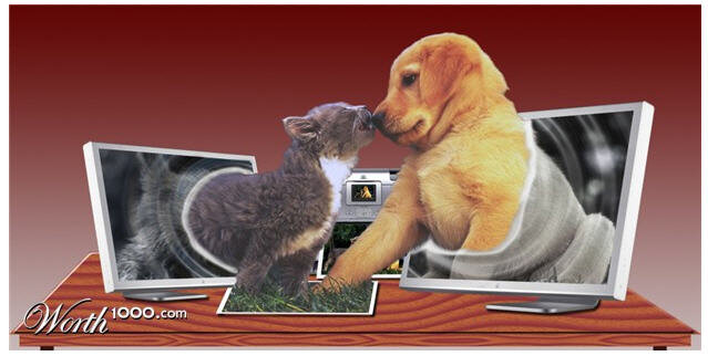 catanddog.jpg