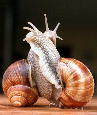 schnecken.jpg