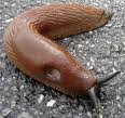 nacktschnecke.jpg