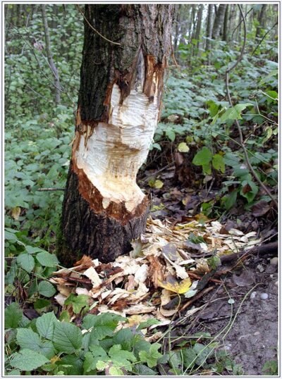 biberbaum.jpg