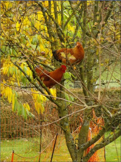 herbst 1.jpg