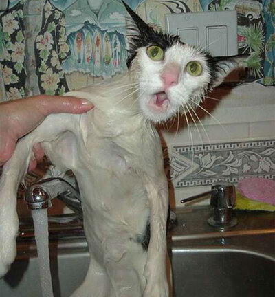 ,nasse_katze.jpg