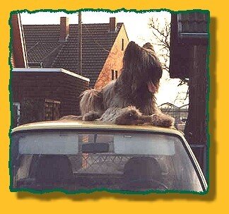 Briard%2005%20neue%20hp%2008.jpg