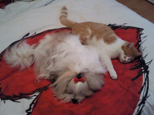 Mimi & Benny schlafen.jpg