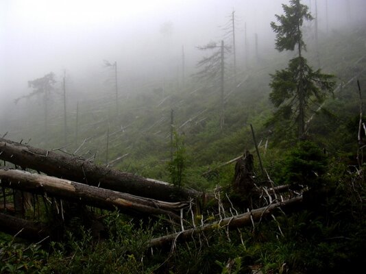Waldbruch-a22214537.jpg