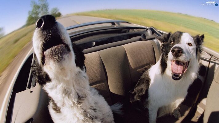 bearded-cabriolet-collie-dogs.JPG