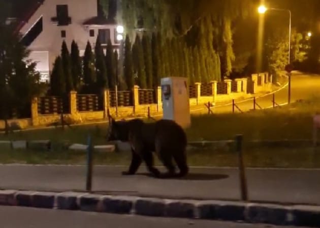 https://bzb.ro/stire/strada-casa-lor-ziua-si-imaginile-cu-ursi-la-plimbare-relaxati-prin-predeal-si-poiana-brasov-a199042