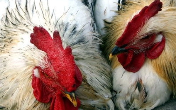 -doi-hoti-au-furat-gaini-si-drujbe