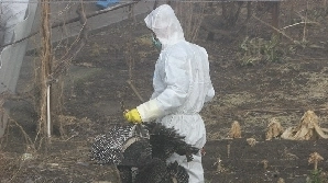 a-fost-sau-nu-pseudo-pesta-aviara