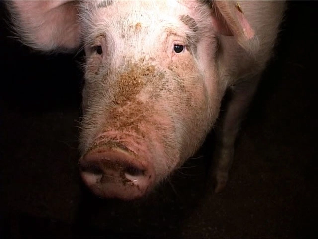 a-furat-un-porc-de-200-de-kg